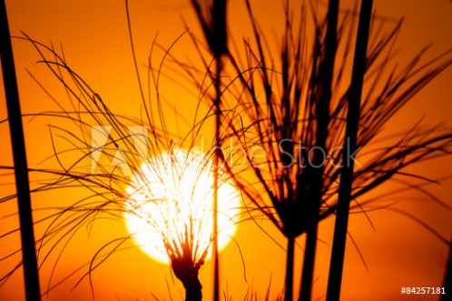 Picture of The silhouette of papyrus at sunset